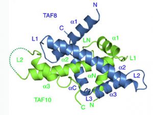 Building blocks TAF8 (blue), TAF10 (green) and TAF2 (not shown) form a module in the cytoplasm before entering the nucleus to form TFIID. IMAGE: EMBL/I.BERGER