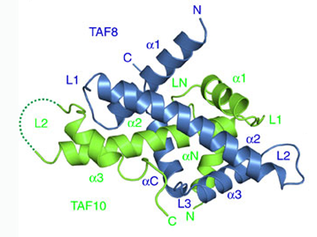 Building blocks TAF8 (blue), TAF10 (green) and TAF2 (not shown) form a module in the cytoplasm before entering the nucleus to form TFIID. IMAGE: EMBL/I.BERGER