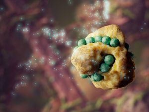 A starchy snapshot from The Hungry Microbiome movie. IMAGE: CHRISTOPHER HAMMANG/CSIRO