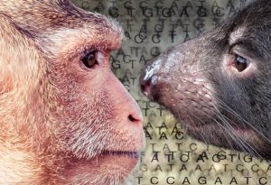 Gene expression in 20 mammals