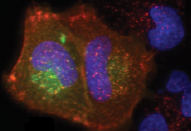 The new method helps identify which mutations to a gene actually cause a disease. IMAGE FROM THORMAEHLEN ET AL.