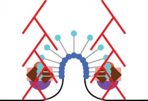 Where and when are different molecules contributing to the bending of the membrane? IMAGE: EMBL/A. Picco