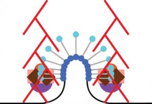 Where and when are different molecules contributing to the bending of the membrane? IMAGE: EMBL/A. Picco