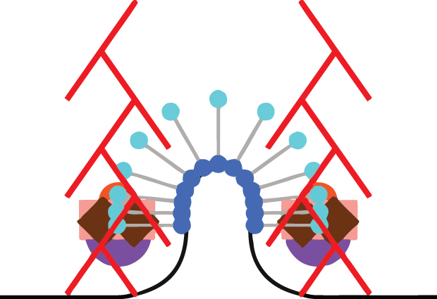 Where and when are different molecules contributing to the bending of the membrane? IMAGE: EMBL/A. Picco