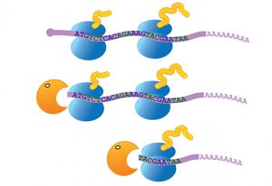 The enzyme that degrades messenger RNA follows the ribosomes and stops every three nucleotides. IMAGE: V.Pelechano/EMBL