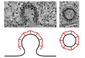 Clathrin proteins involved in endocytosis form a lattice that can dramatically change its shape to form the vesicle