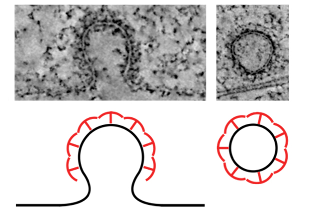 Clathrin proteins involved in endocytosis form a lattice that can dramatically change its shape to form the vesicle