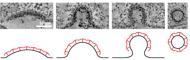 Decades-old cell biology puzzle solved | EMBL