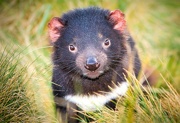 Healthy Tasmanian devil in its natural habitat.