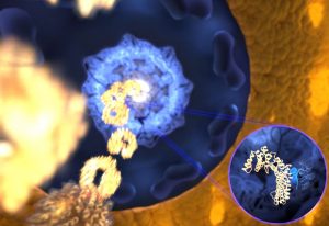 The ultrafast and yet selective binding allows the receptor (gold) to rapidly travel through the pore filled with disordered proteins (blue) into the nucleus, while any unwanted molecules are kept outside. IMAGE: Mercadante /HITS