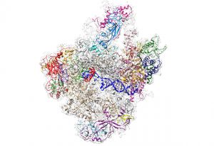The 3D atomic structure of RNA Polymerase III completes the family album. IMAGE: EMBL/N.Hoffmann