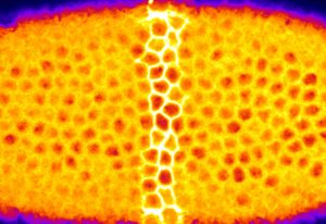 When illuminated with a laser, individual cells (bright yellow) within the fruit fly embryo cannot contract. This novel optogenetic approach helped to get insights into how tissues bend.