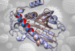 Two superimposed proteins, with regions with shared molecular similarity presumed to interact with our immune system highlighted in blue and red respectively. CREDIT: N Furnham.