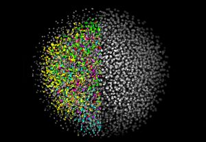 Digital zebrafish embryo provided the first complete developmental blueprint of a vertebrate in 2008. IMAGE: EMBL/Keller et al.