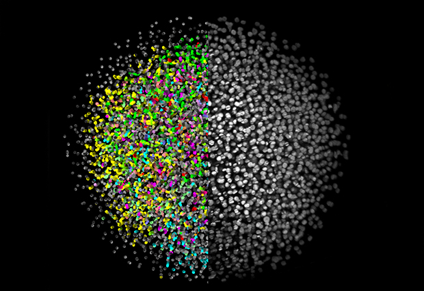 Digital zebrafish embryo provided the first complete developmental blueprint of a vertebrate in 2008. IMAGE: EMBL/Keller et al.