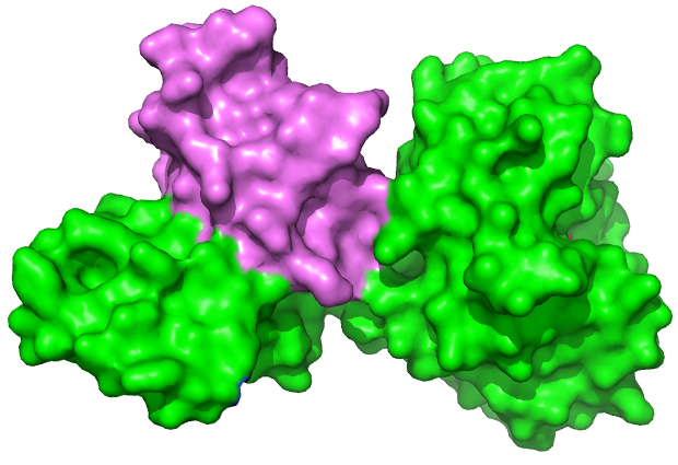 Full length CTP1L protein (green) in complex with truncated C-terminal domain (violet). IMAGE: Rob Meijers