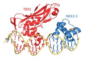 The 3D structure shows how two transcription factors influence one another’s binding to a specific stretch of DNA – an interaction that is crucial for a heart to develop healthily. IMAGE: EMBL/C.Müller