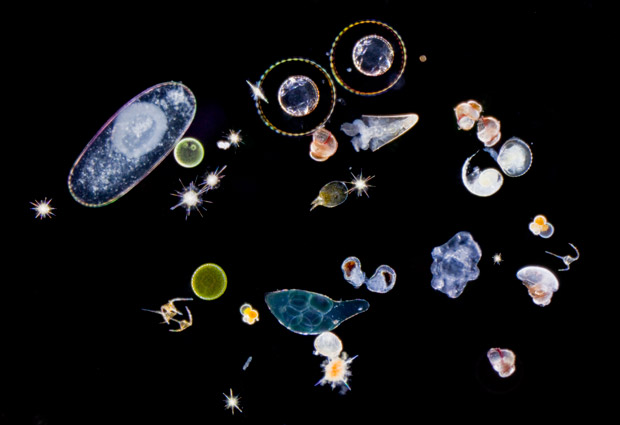 Plankton plays an important role in sequestering carbon in the ocean. IMAGE: Christian Sardet/Tara Océans/CNRS Photothèque