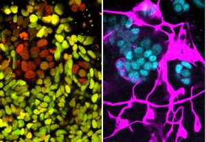 The stem cell equivalent of an anti-wrinkle cream advert. Credit: EMBL/Hanna Sladitschek