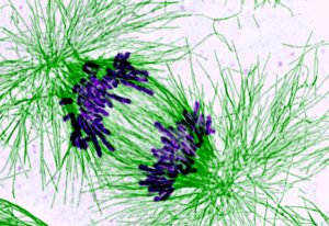 During cell division, DNA (purple) must be correctly grouped and divided between daughter cells. IMAGE: Nasser Rusan, National Institutes of Health (NIH)