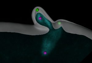 First complete, real-time recording of starfish egg cell eliminating centrioles shows it handles mature ‘mother’ centrioles (green) and immature ‘daughter’ centrioles (purple) differently.