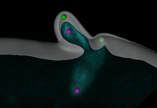 First complete, real-time recording of starfish egg cell eliminating centrioles shows it handles mature ‘mother’ centrioles (green) and immature ‘daughter’ centrioles (purple) differently.