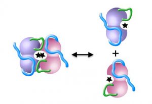 A small loop (green) of the atomic structure of DAPK shown to be crucial for dimer formation and binding with its signaling partner Calmodulin. IMAGE: Petra Riedinger/EMBL