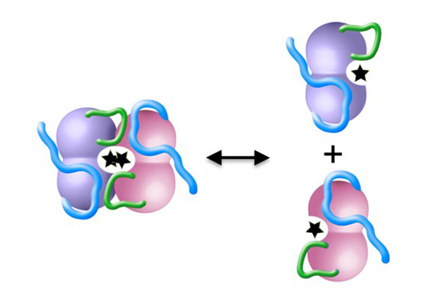 A small loop (green) of the atomic structure of DAPK shown to be crucial for dimer formation and binding with its signaling partner Calmodulin. IMAGE: Petra Riedinger/EMBL