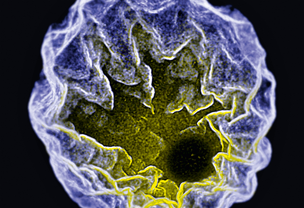 Data by Natalia Wesolowska has been visualised in 3D stereoscopic view, as an anaglyph and a 3D lenticular poster by Stefan Günther & Gustavo de Medeiros at EMBL