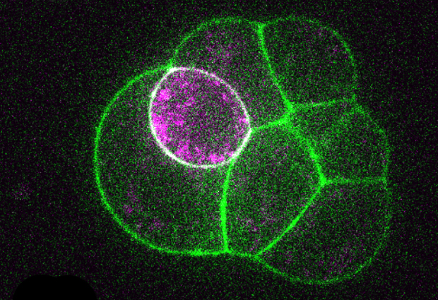 Cells that contract more strongly (pink) move inwards to form the embryo. IMAGE: Jean-Léon Maître/EMBL