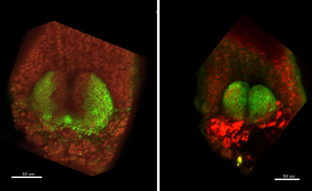 Normally (left), the microRNAs (green) are only found in the cells that will form the bottom side of the leaf. But in the absence of Class IIs (right) they were present throughout the young leaves. IMAGE: Paz Merelo/EMBL