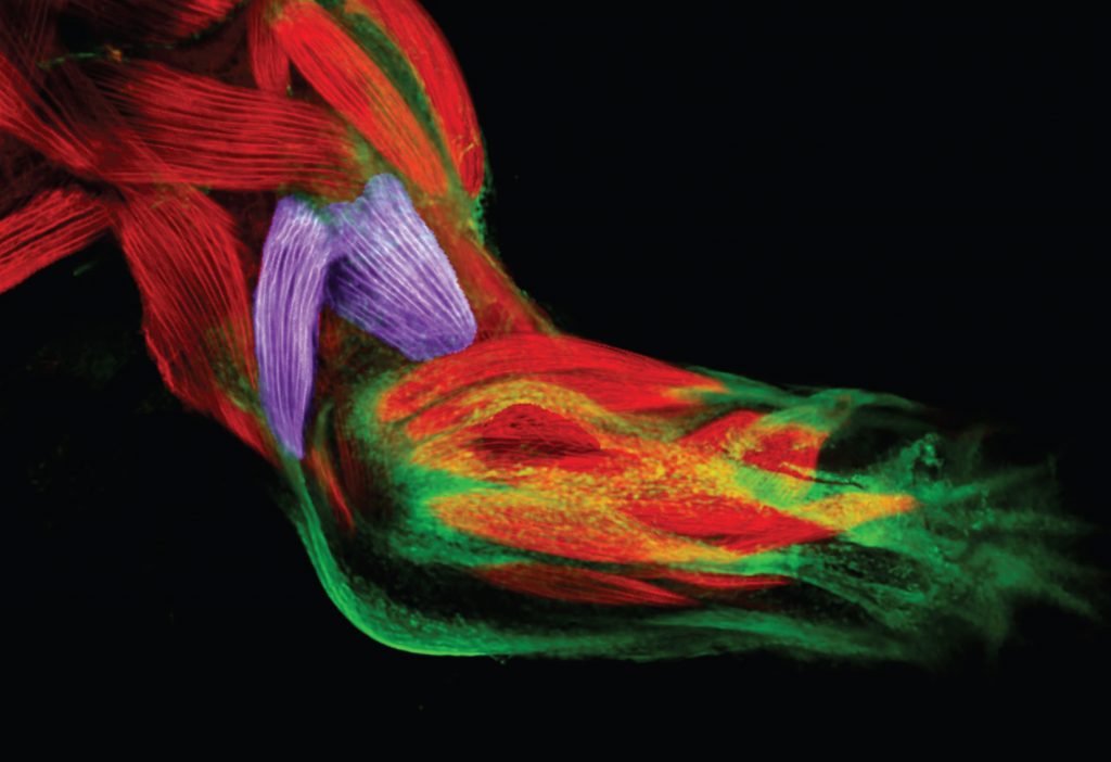What would it take to regrow an arm? EMBL