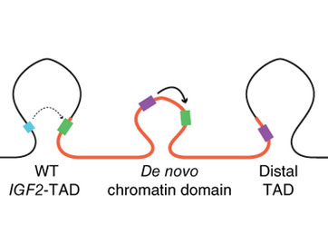 A duplicated section of DNA creates a new structure allowing the IGF2 gene (green) to be switched on by the super enhancer (purple). Taken from Weischenfeldt J et al (2016)