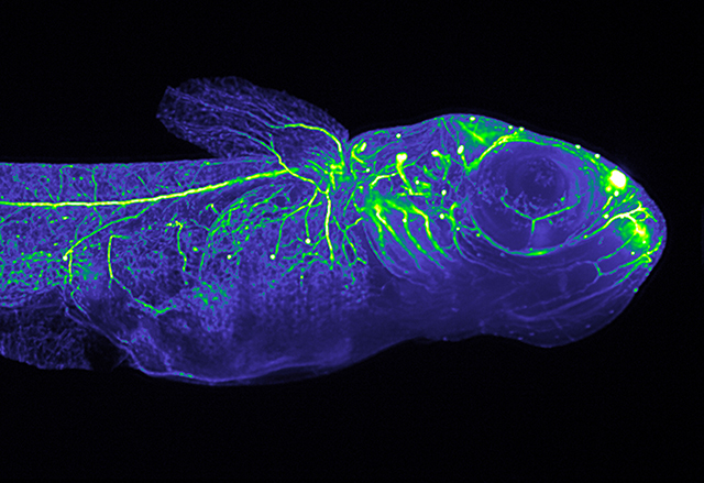 SPIM image of Medaka juveniles. Photo: EMBL/Philipp Keller