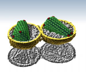 capsids in HIV viruses