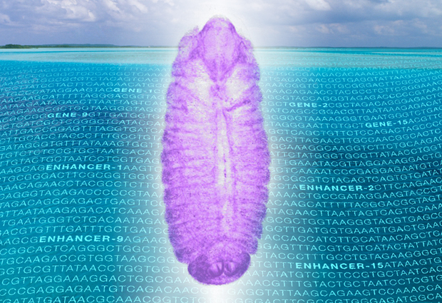 Drosophila embryo over sea of noncoding RNA