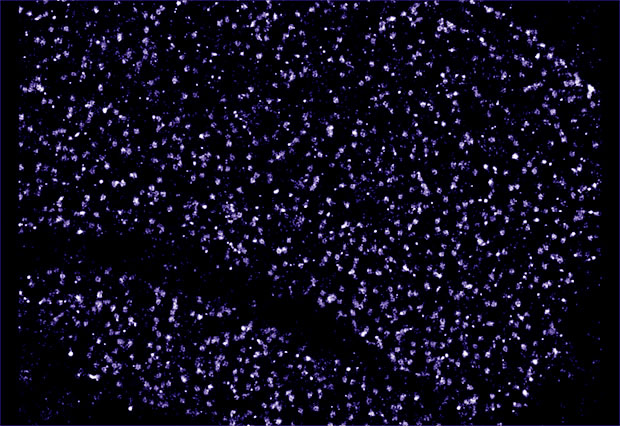 Futures: The dark proteome | EMBL