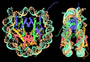 high-resolution nucleosome structure