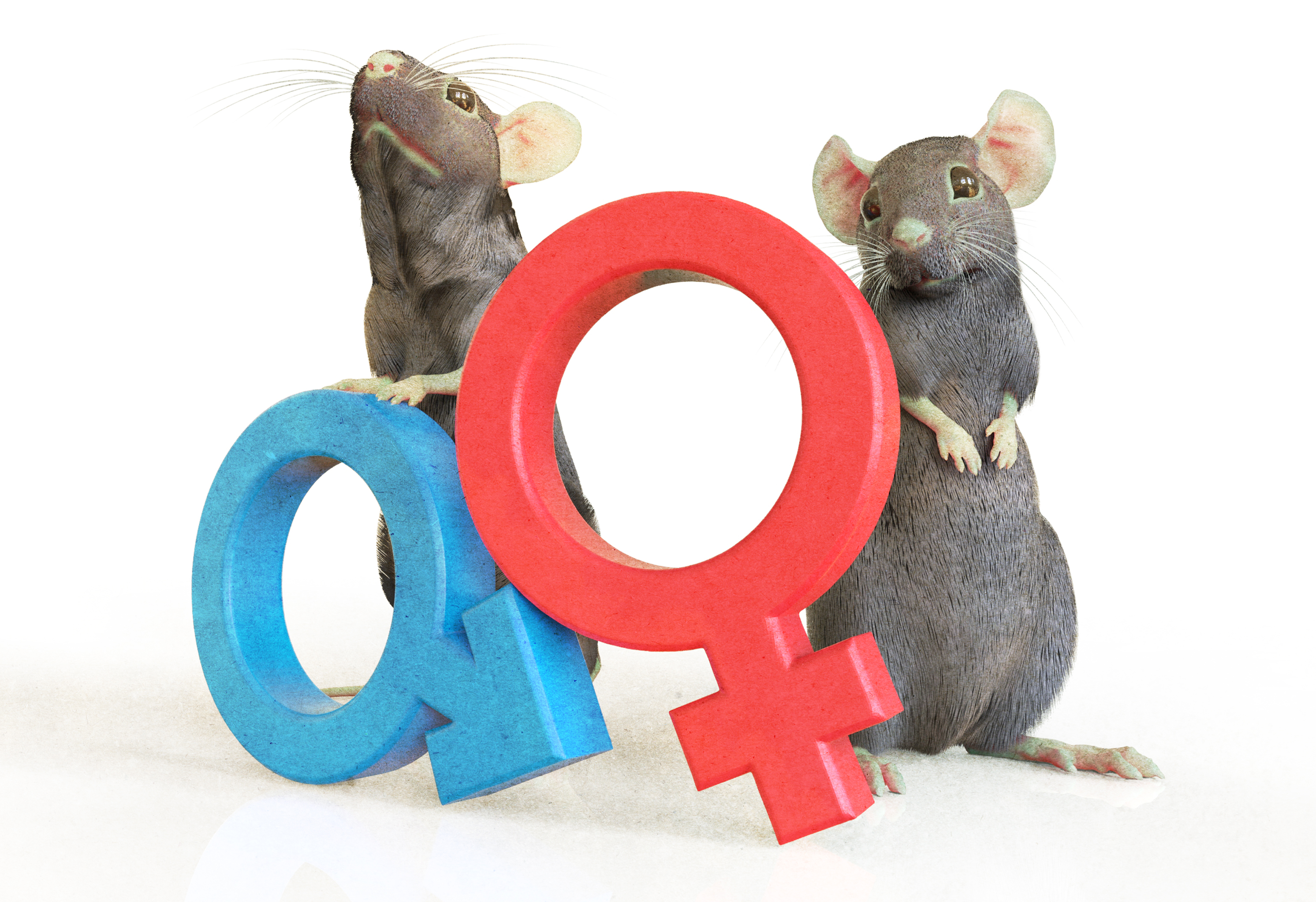 Is the sex of animals misdirecting research?