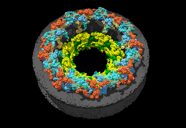 The structure of the nuclear pore complex obtained by integrative modelling