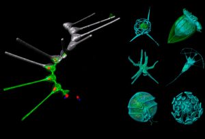 Examples of e-HCFM 3D-images imaged using the technique