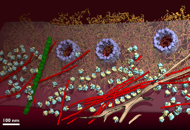 Cryo-electron tomograms of intact cells reveal molecular landscapes.