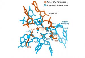 Superimposable structures of the active sites of human DNA polymerase and of a bacterial ribozyme