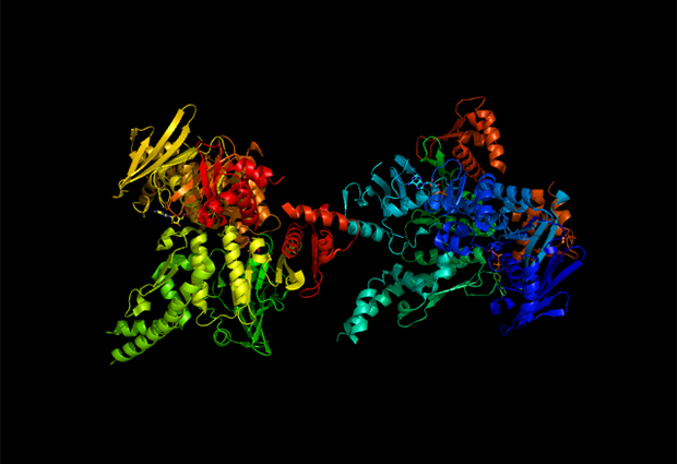 New research reveals that without cohesin (pictured here), the chromosomes in mouse liver cells still folded on the mega-base scale but didn’t form large-scale compartments