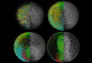 Philipp Keller’s work imaged the early development of a zebrafish embryo using light sheet microscopy