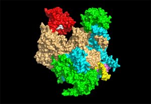 In this representation of influenza polymerase, a molecule (white) that strongly inhibits the enzyme’s activity is shown bound to the region of the enzyme (red) that usually binds the cap section of mRNA. IMAGE: EMBL/Cusack Group