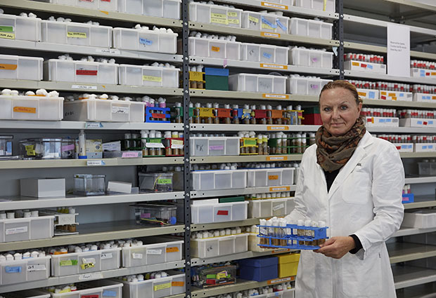 Lab manager Anna Cyrklaff takes a tray of fly specimens to be transferred into new vials