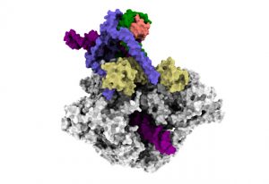 With help from an external transcription factor (lavender, peach, and green), Pol III (grey) and its built-in transcription factor (yellow), create a cage around a cell’s DNA (plum). IMAGE: EMBL/Matthias Vorländer