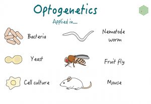 Optogenetics has successfully been used in a diverse range of organisms.