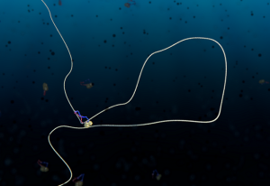 A condensin protein complex creates a loop in DNA. IMAGE: Cees Dekker Lab TU Delft/Scixel